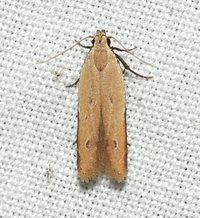 Mesophleps adustipennis