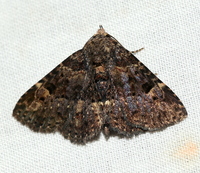 Metalectra discalis