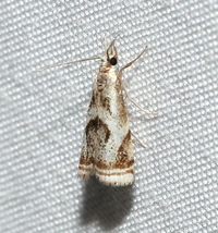 Microcrambus elegans