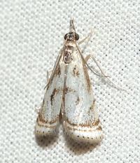 Microcrambus elegans