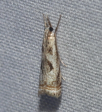 Microcrambus elegans