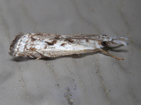 Microcrambus minor
