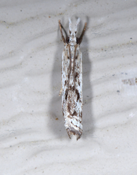 Microcrambus minor