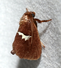Monoleuca semifascia