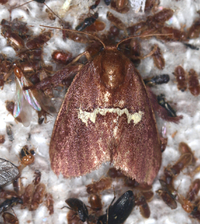 Monoleuca semifascia