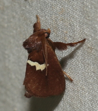Monoleuca semifascia