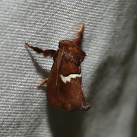Monoleuca semifascia