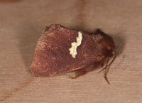 Monoleuca semifascia