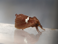 Monoleuca semifascia