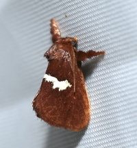 Monoleuca semifascia