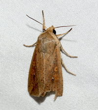 Mythimna unipuncta