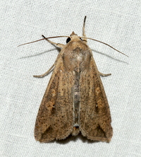 Mythimna unipuncta