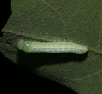 Nadata gibbosa