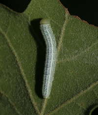 Nadata gibbosa