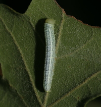 Nadata gibbosa