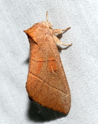 Nadata gibbosa