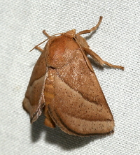 Natada nasoni