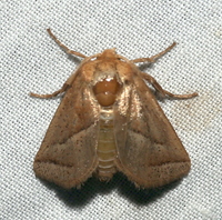 Natada nasoni