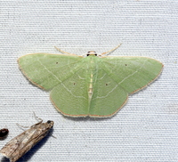 Nemoria bifilata