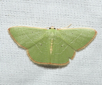 Nemoria bifilata