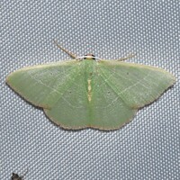 Nemoria bifilata