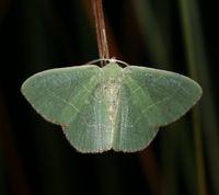 Nemoria bistriaria