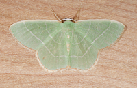 Nemoria bistriaria