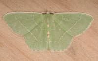 Nemoria lixaria