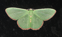 Nemoria lixaria