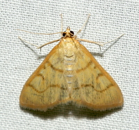 Neohelvibotys neohelvialis