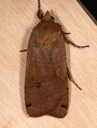 Noctua pronuba
