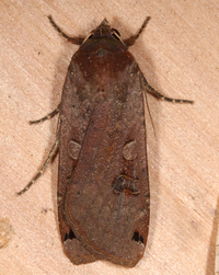 Noctua pronuba