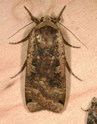 Noctua pronuba