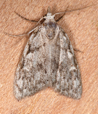 Nola clethrae
