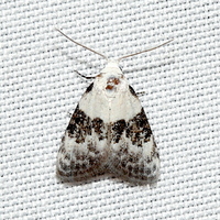 Nola pustulata