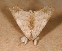Olceclostera angelica