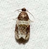 Olethreutes fasciatana