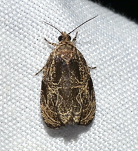 Olethreutes concinnana
