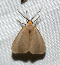 Pagara simplex