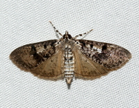 Palpita magniferalis
