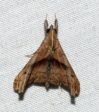 Palthis angulalis