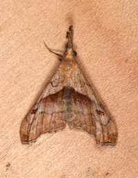 Palthis angulalis