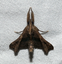 Palthis asopialis