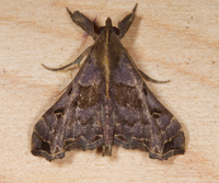 Palthis asopialis