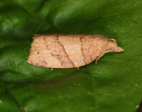 Pandemis lamprosana