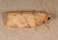 Pandemis lamprosana