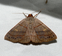 Panopoda rufimargo