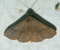 Panopoda rufimargo