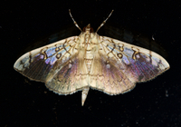 Pantographa limata