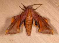 Paonias astylus